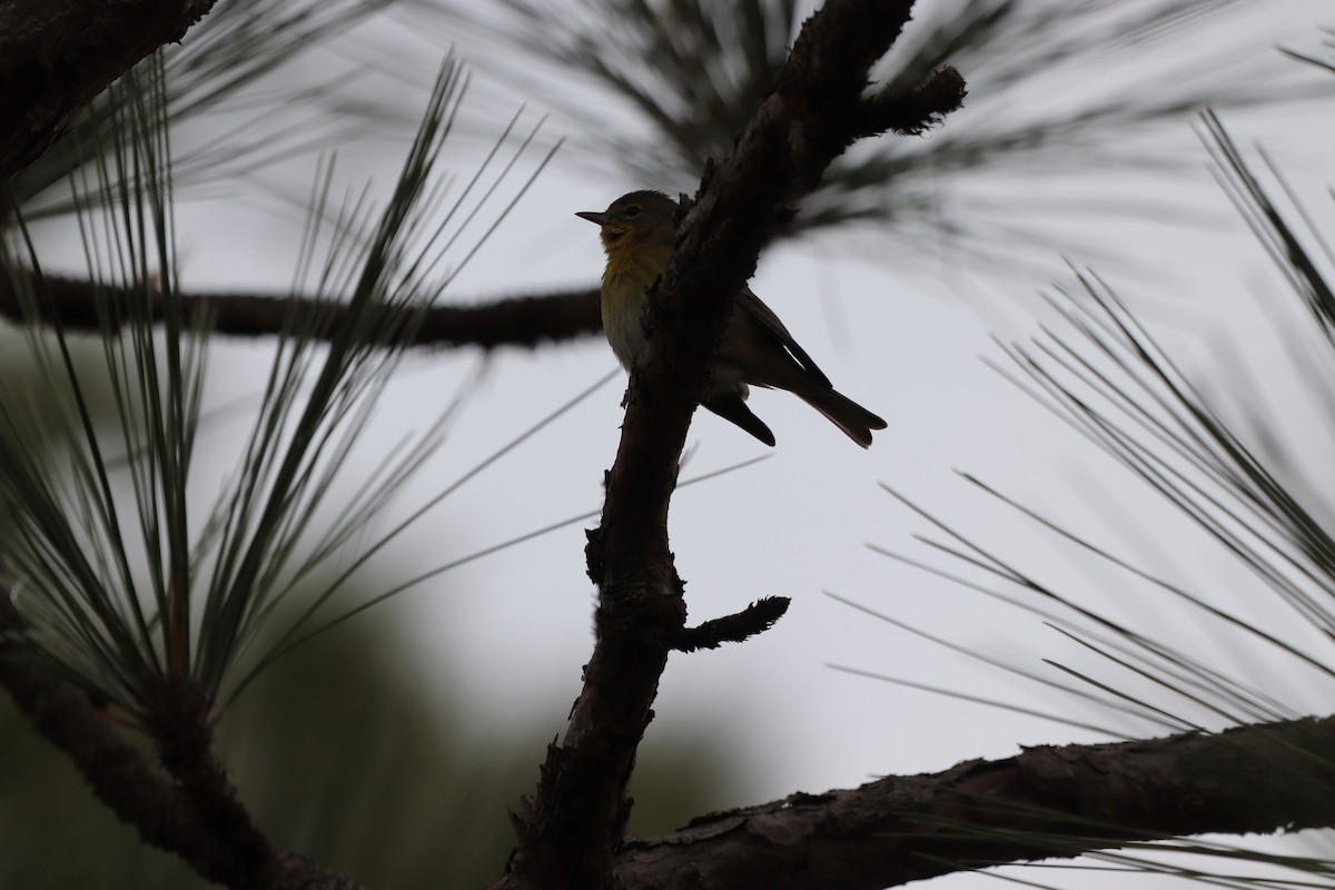 Kiefernwaldsänger - ML647716804