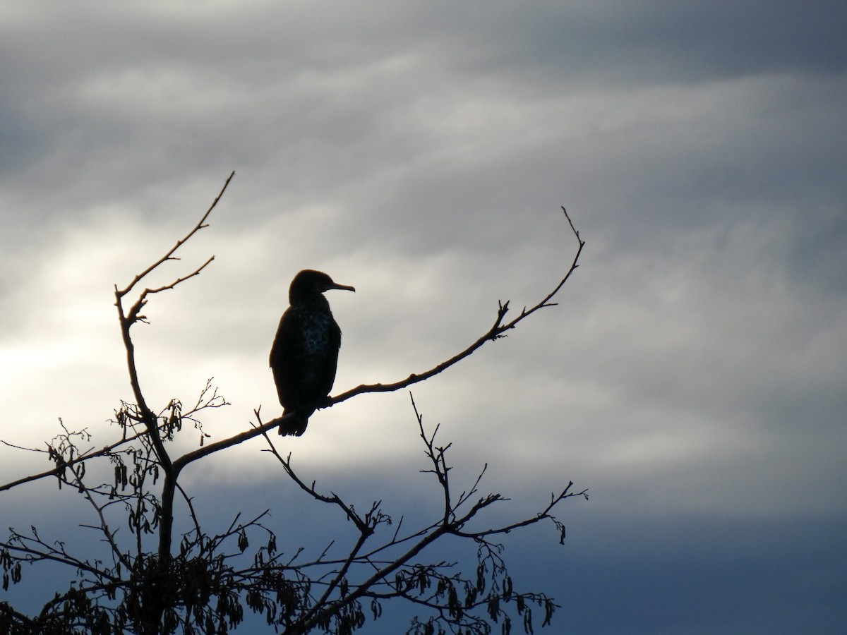 kormorán velký - ML647716807