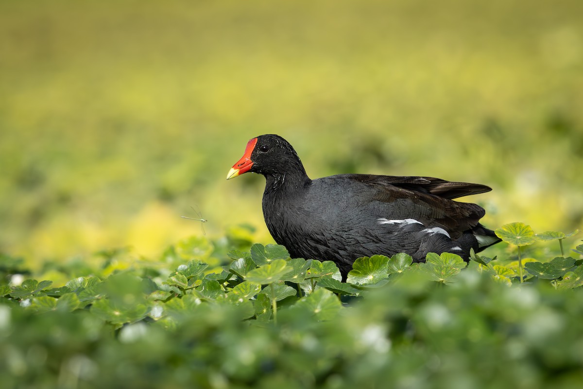 アメリカバン - ML647716828