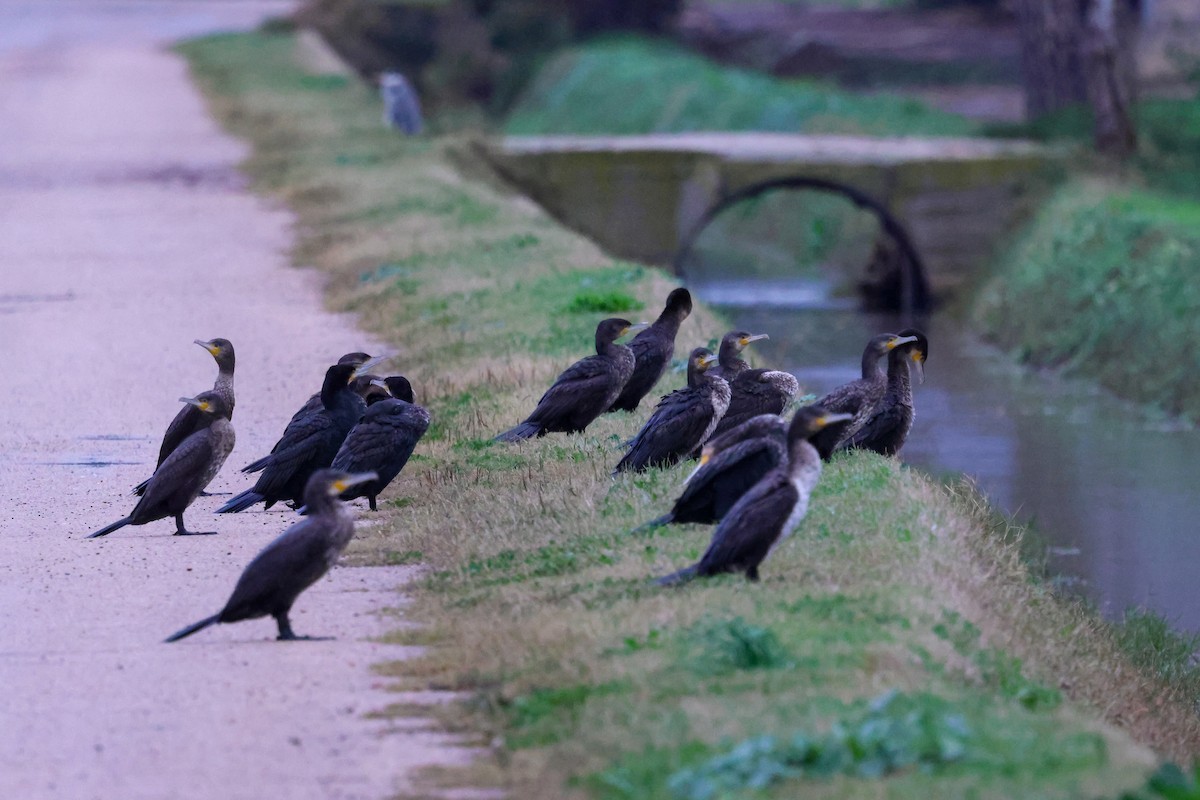 kormorán velký - ML647716888