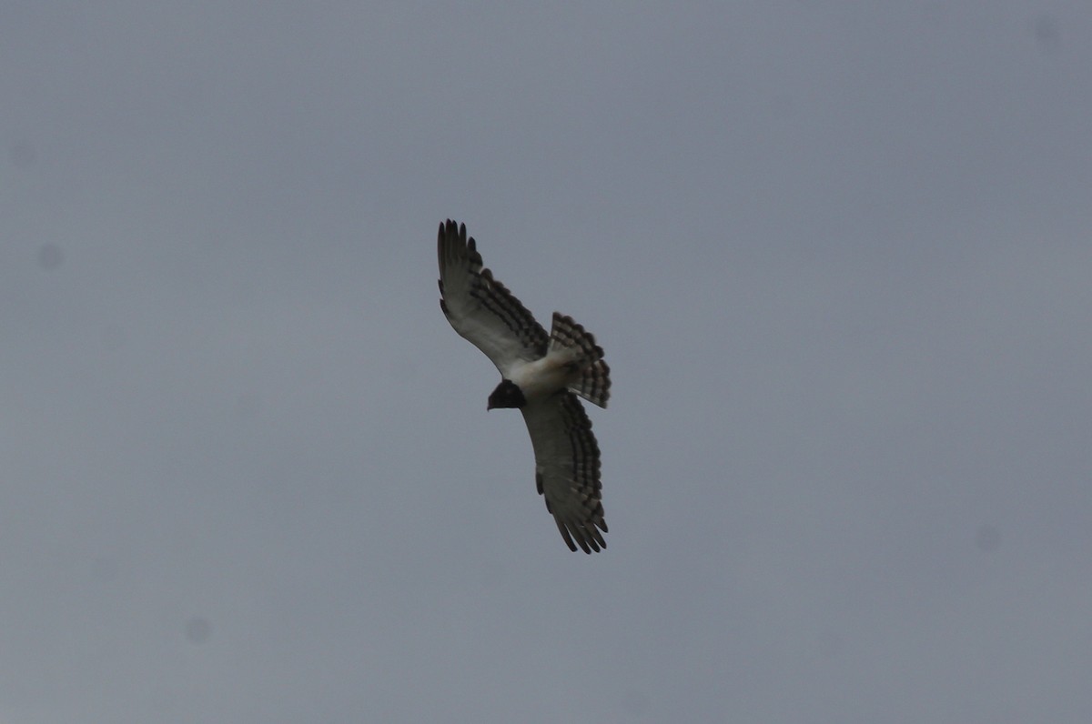 Black-chested Snake-Eagle - ML647716902