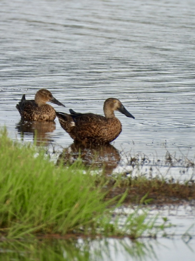 Australasian Shoveler - ML647716928