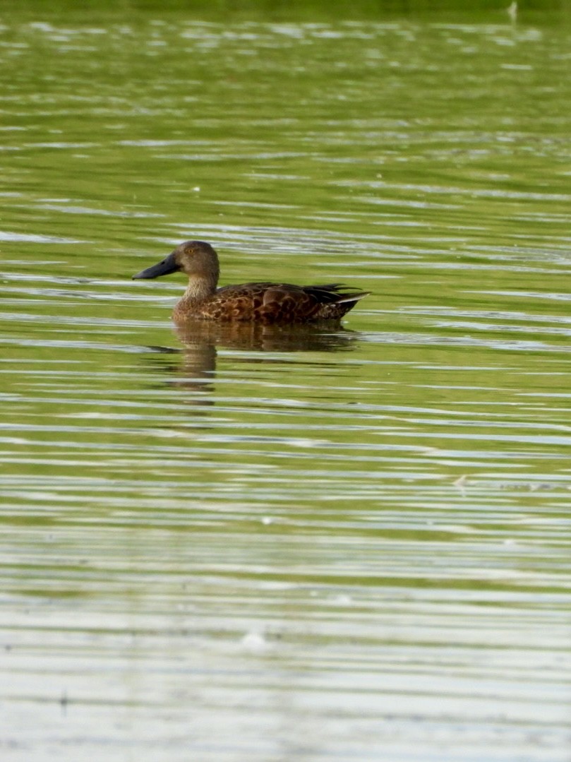 Australasian Shoveler - ML647716929