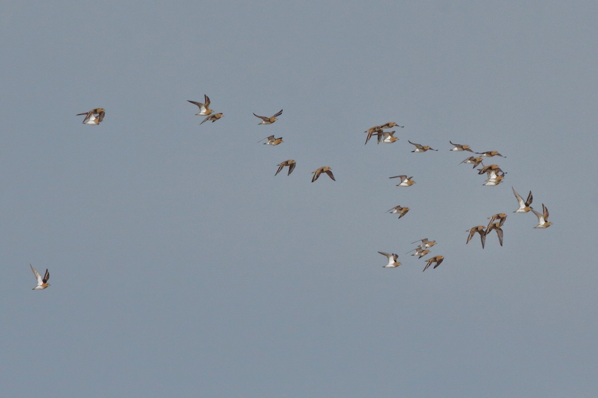 European Golden-Plover - ML647716948