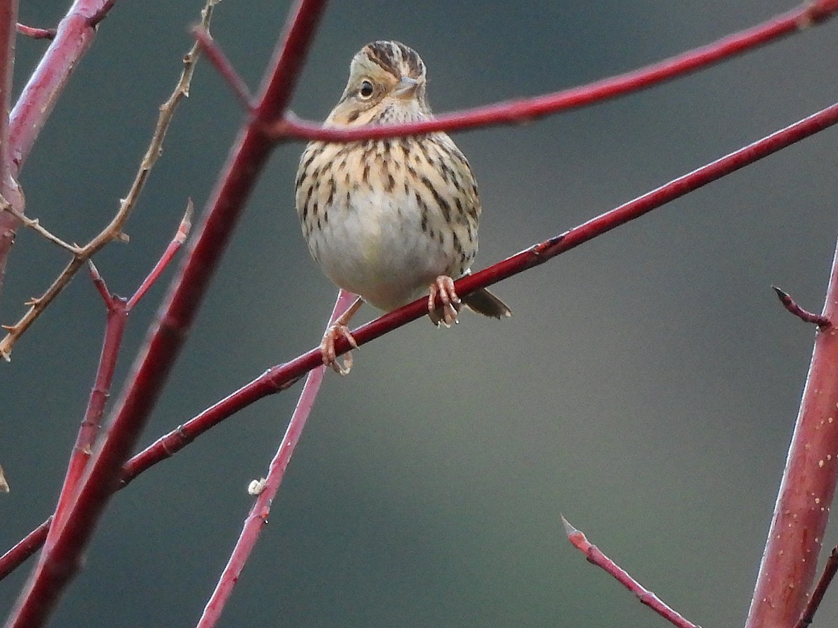 Lincoln's Sparrow - ML647716952