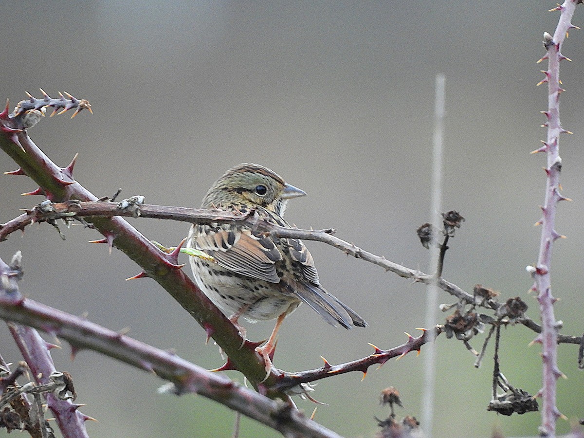 Lincoln's Sparrow - ML647716953