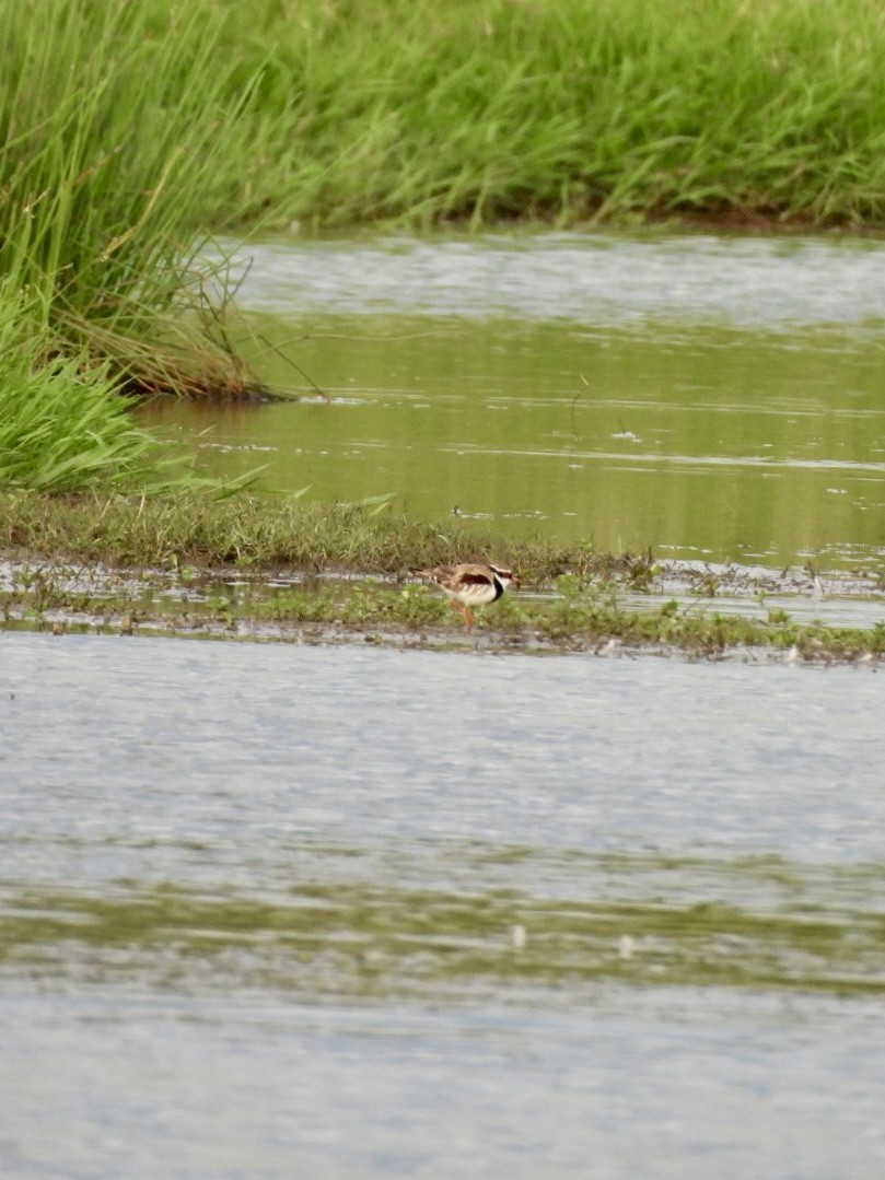 Black-fronted Dotterel - ML647716993