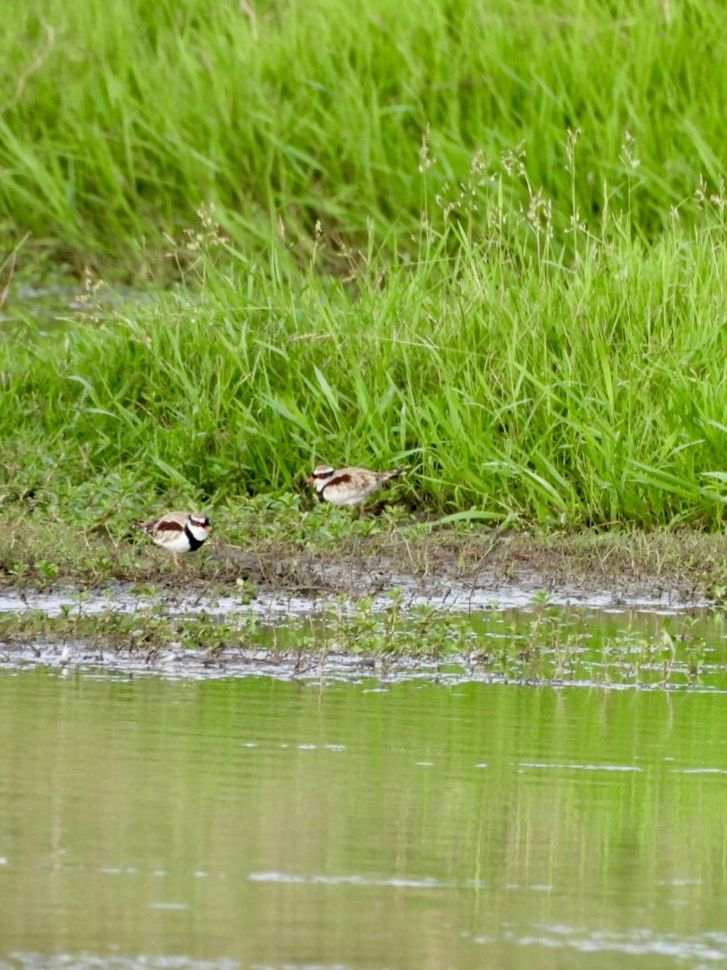 Black-fronted Dotterel - ML647716994