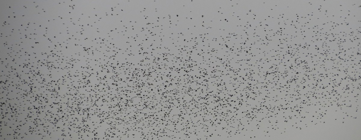 blackbird sp. - ML647716995