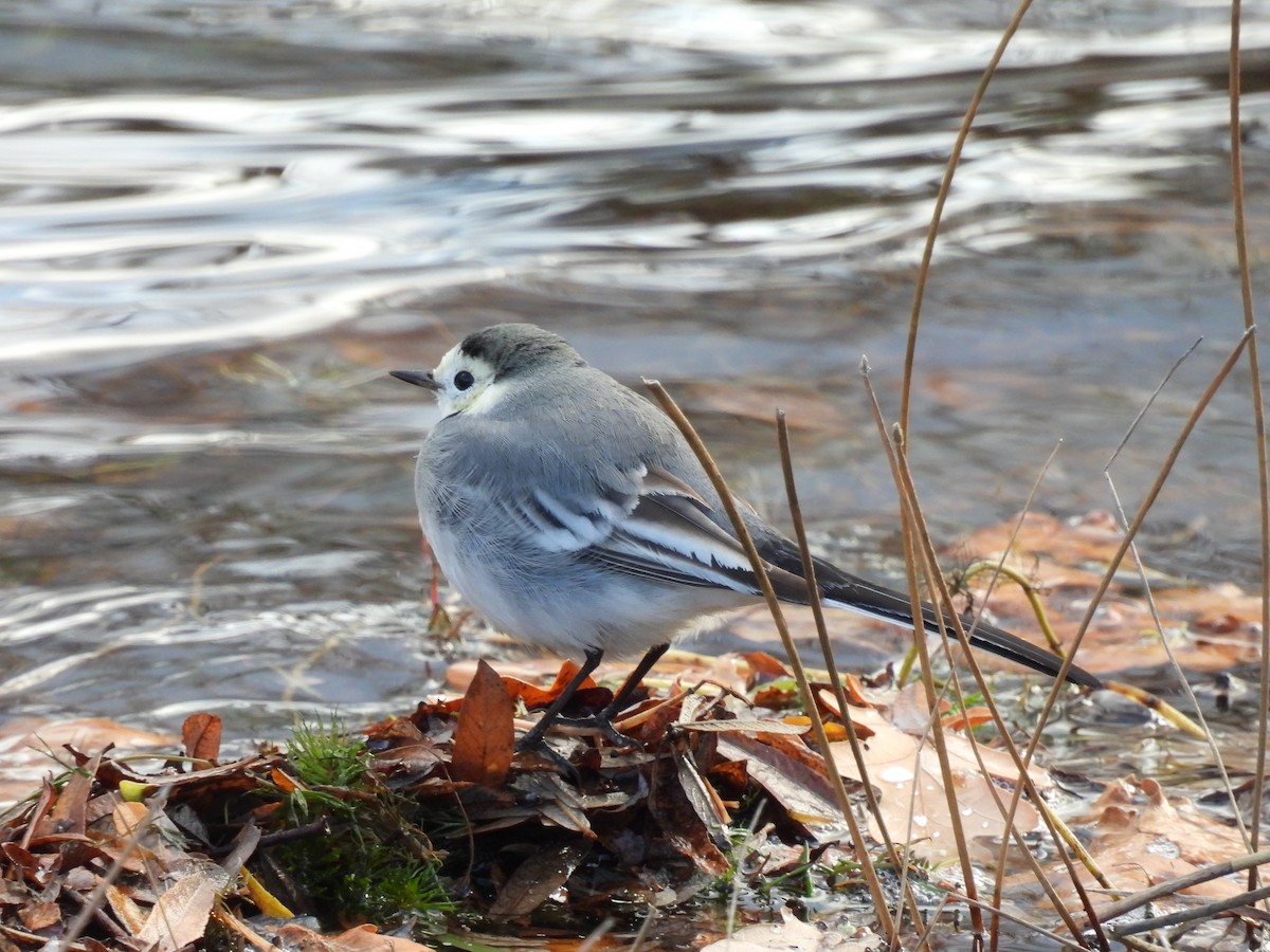 נחליאלי לבן - ML647717018
