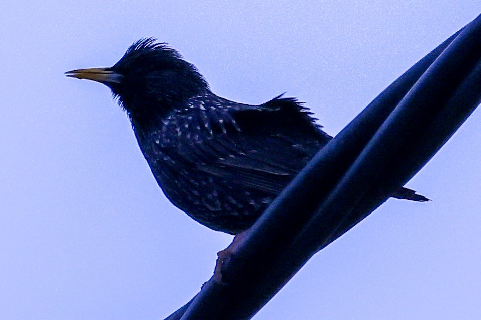 Étourneau unicolore - ML647717023