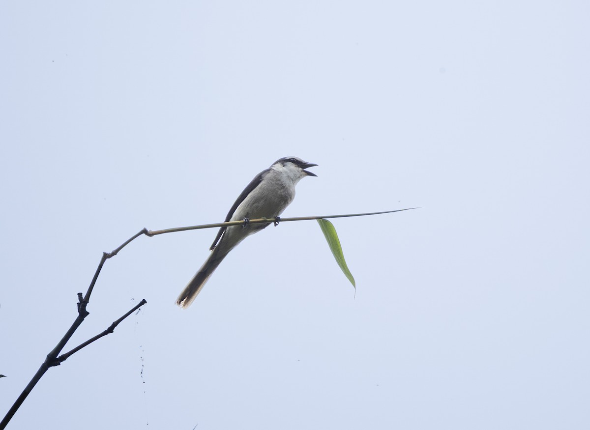 Буроспинный личинкоед - ML647717036