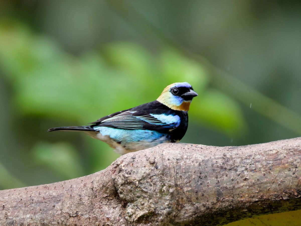 Goldscheiteltangare - ML647717039