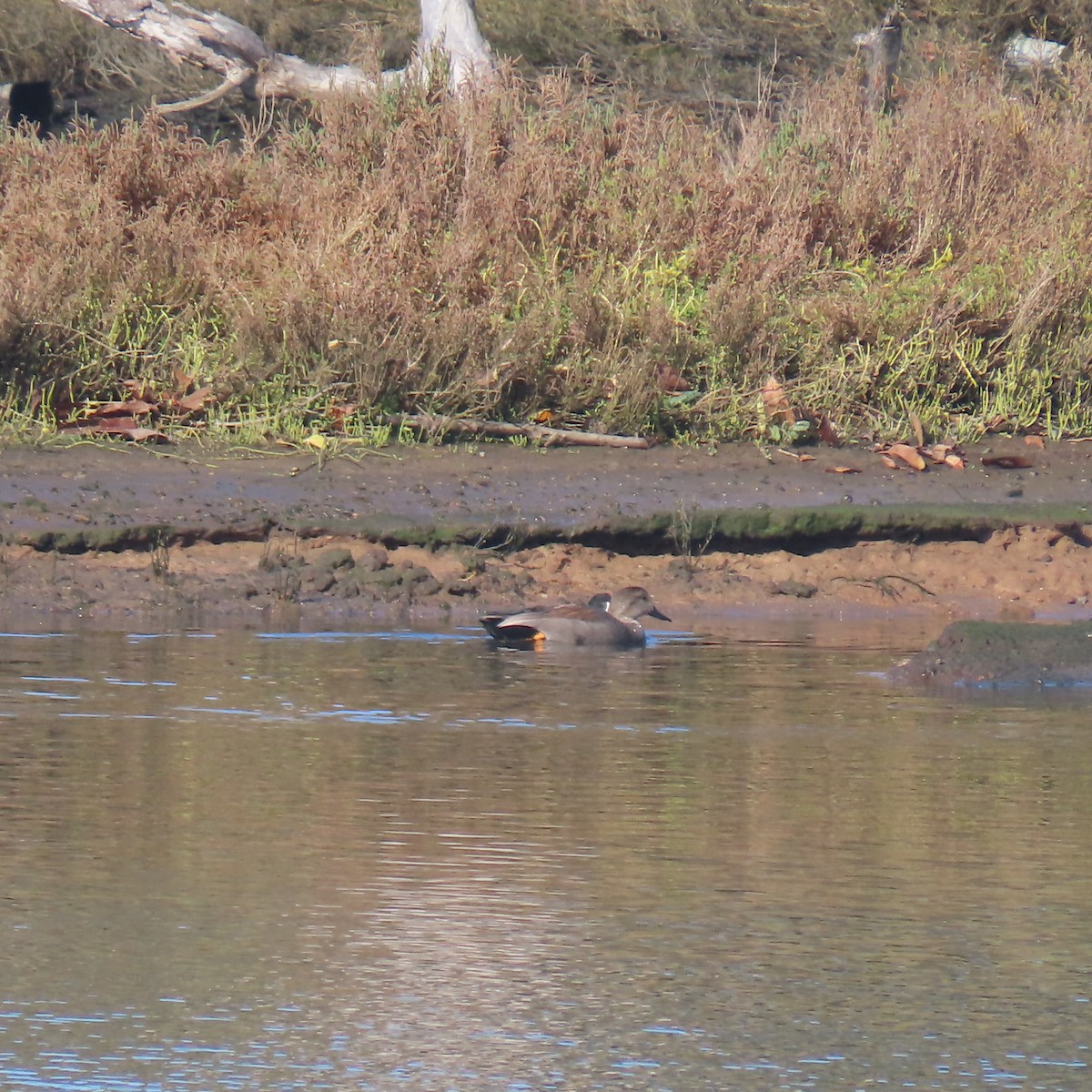 Boz Ördek - ML647717102