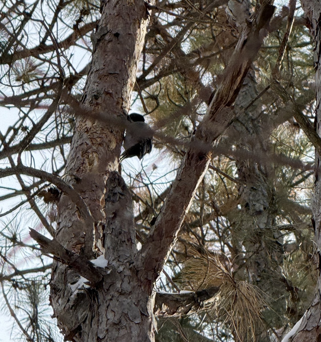 Black-backed Woodpecker - ML647717106