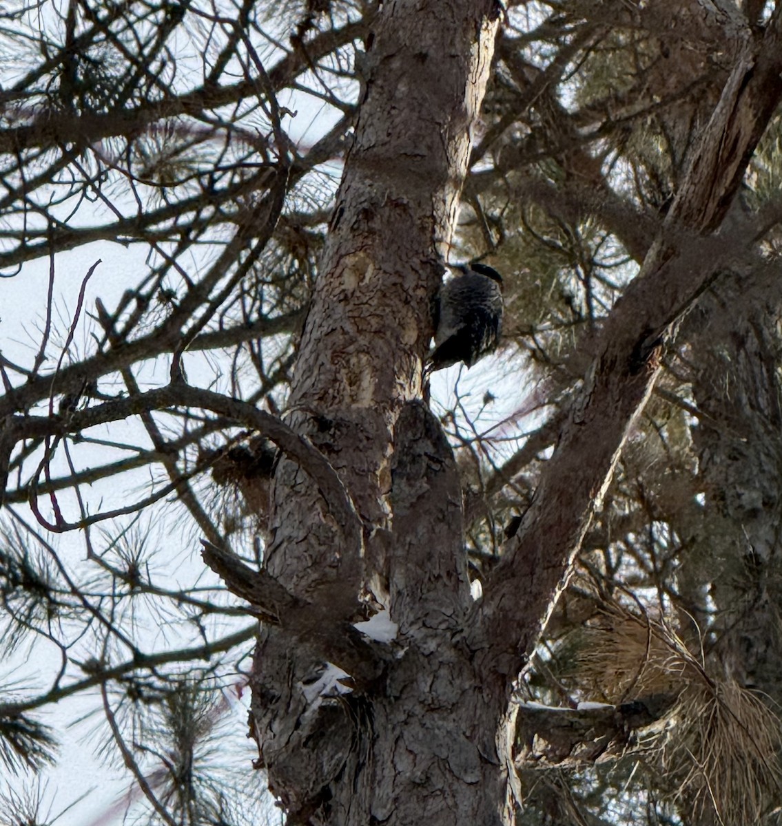 Black-backed Woodpecker - ML647717107