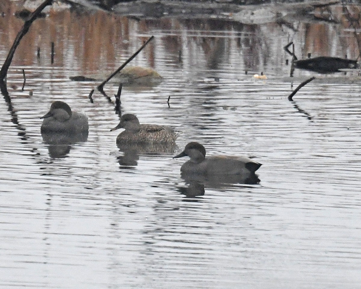 Boz Ördek - ML647717123