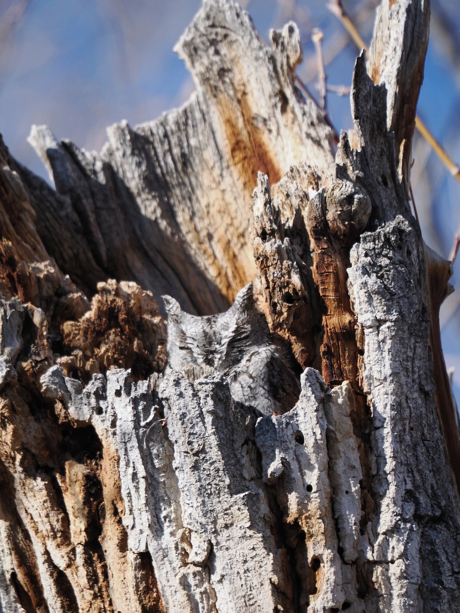 Western Screech-Owl - ML647717141