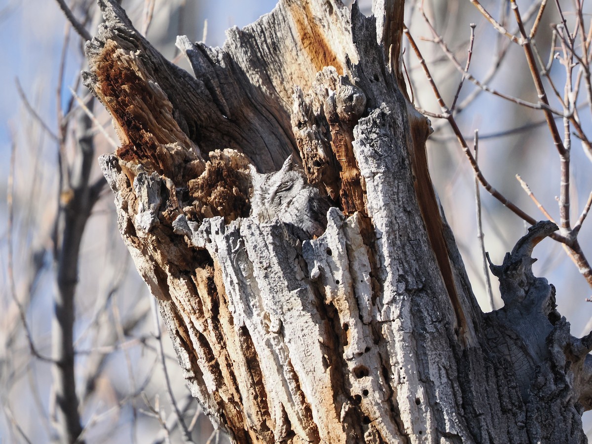 Western Screech-Owl - ML647717142