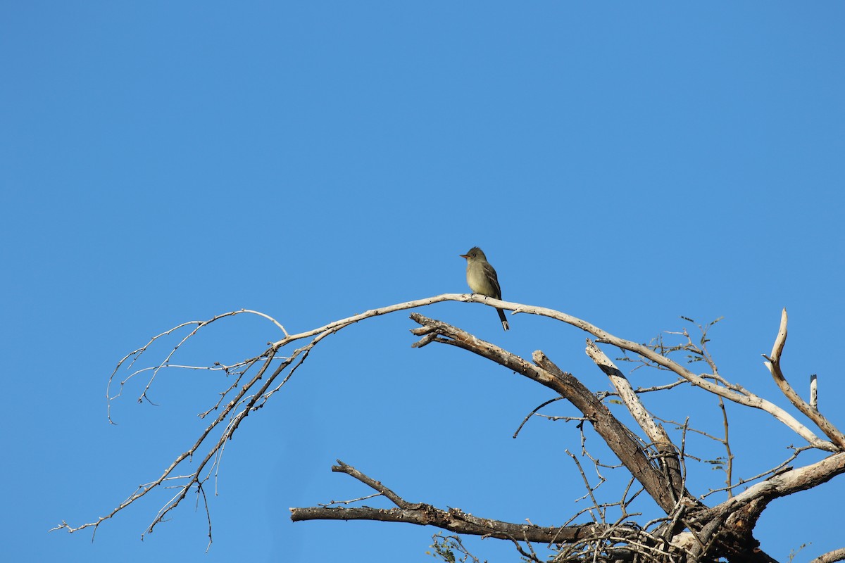 Greater Pewee - ML647717143
