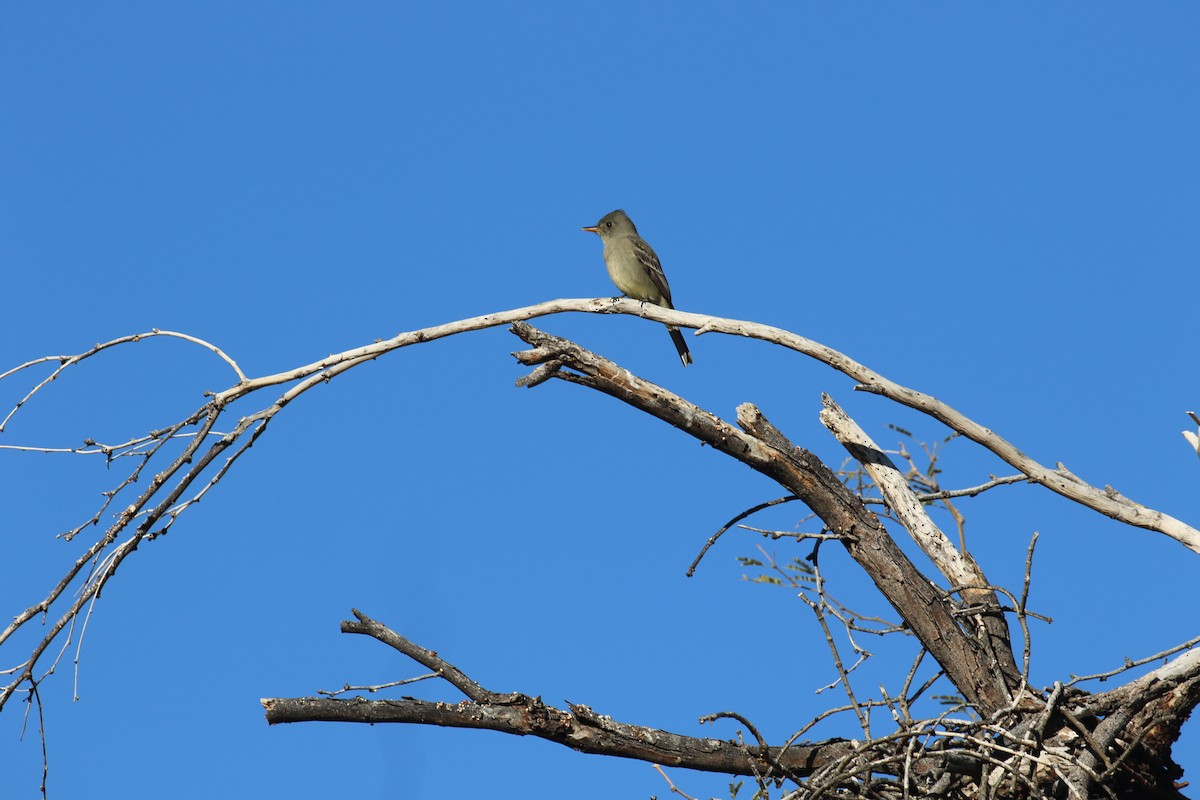 Greater Pewee - ML647717144