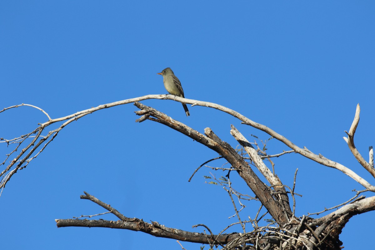 Greater Pewee - ML647717145