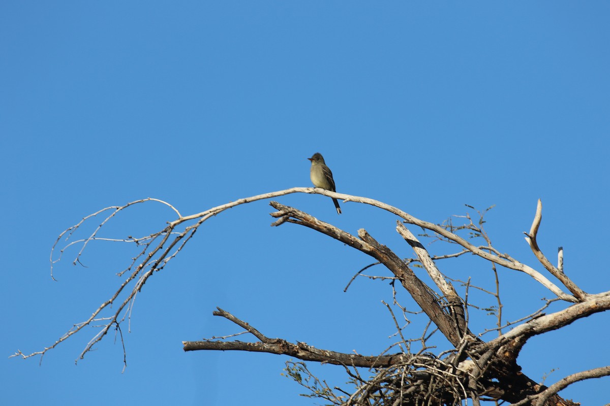 Greater Pewee - ML647717146