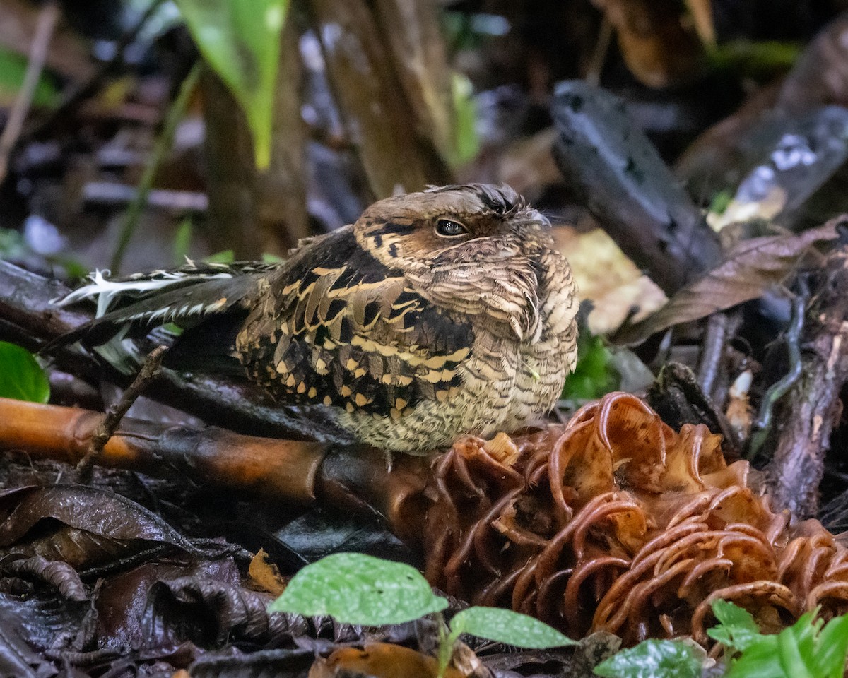 pauraquenattravn - ML647717152