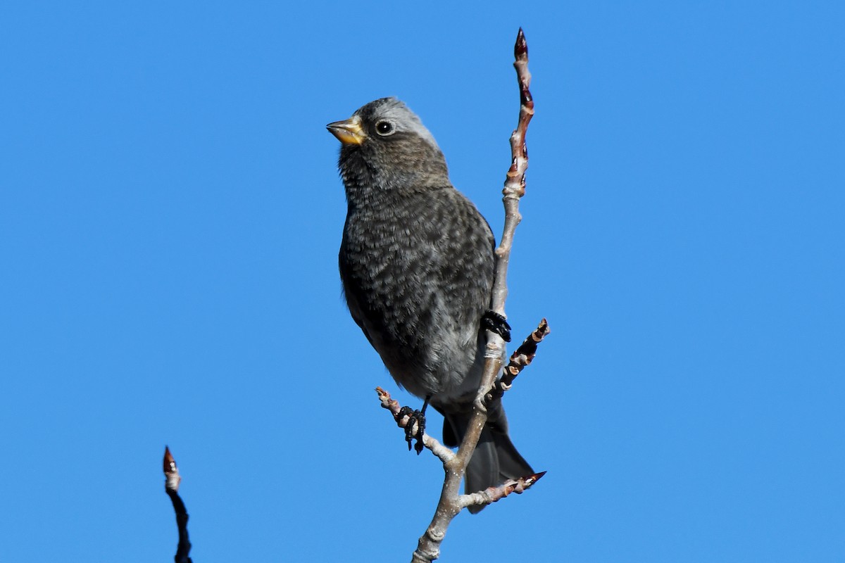 Black Rosy-Finch - ML647717153