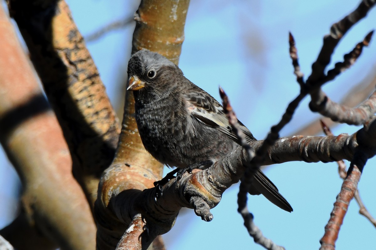 Black Rosy-Finch - ML647717154