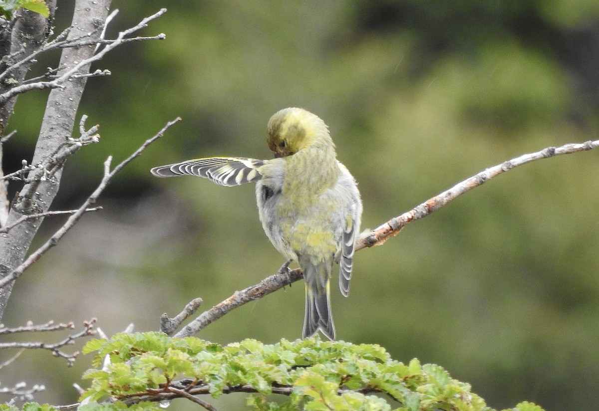Black-chinned Siskin - ML647717169