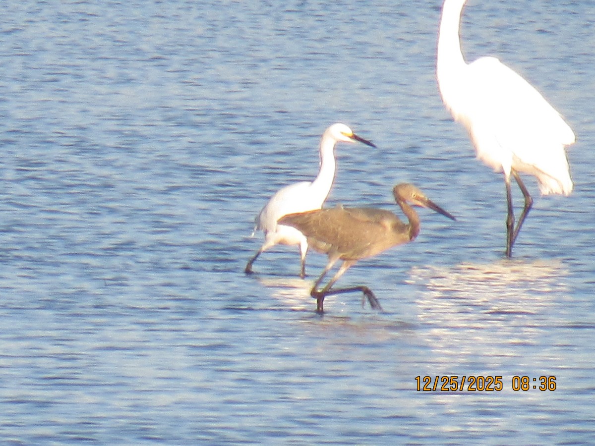 Garceta Rojiza - ML647717173