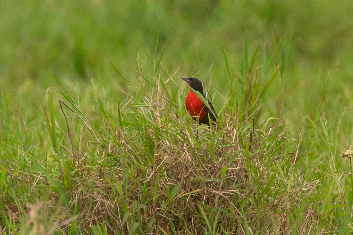 Red-breasted Meadowlark - ML647717186