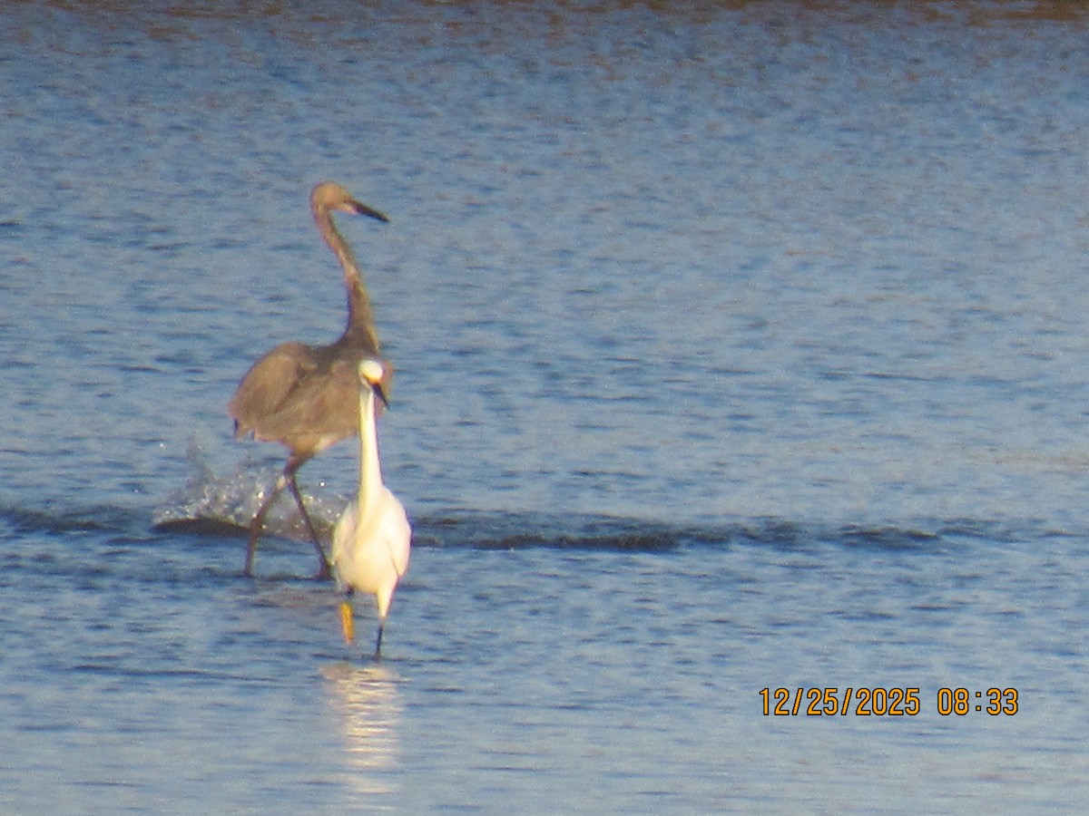 Garceta Rojiza - ML647717197