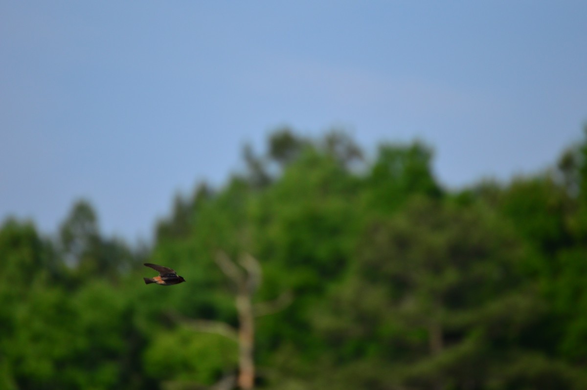 סנונית אמריקנית - ML647717212