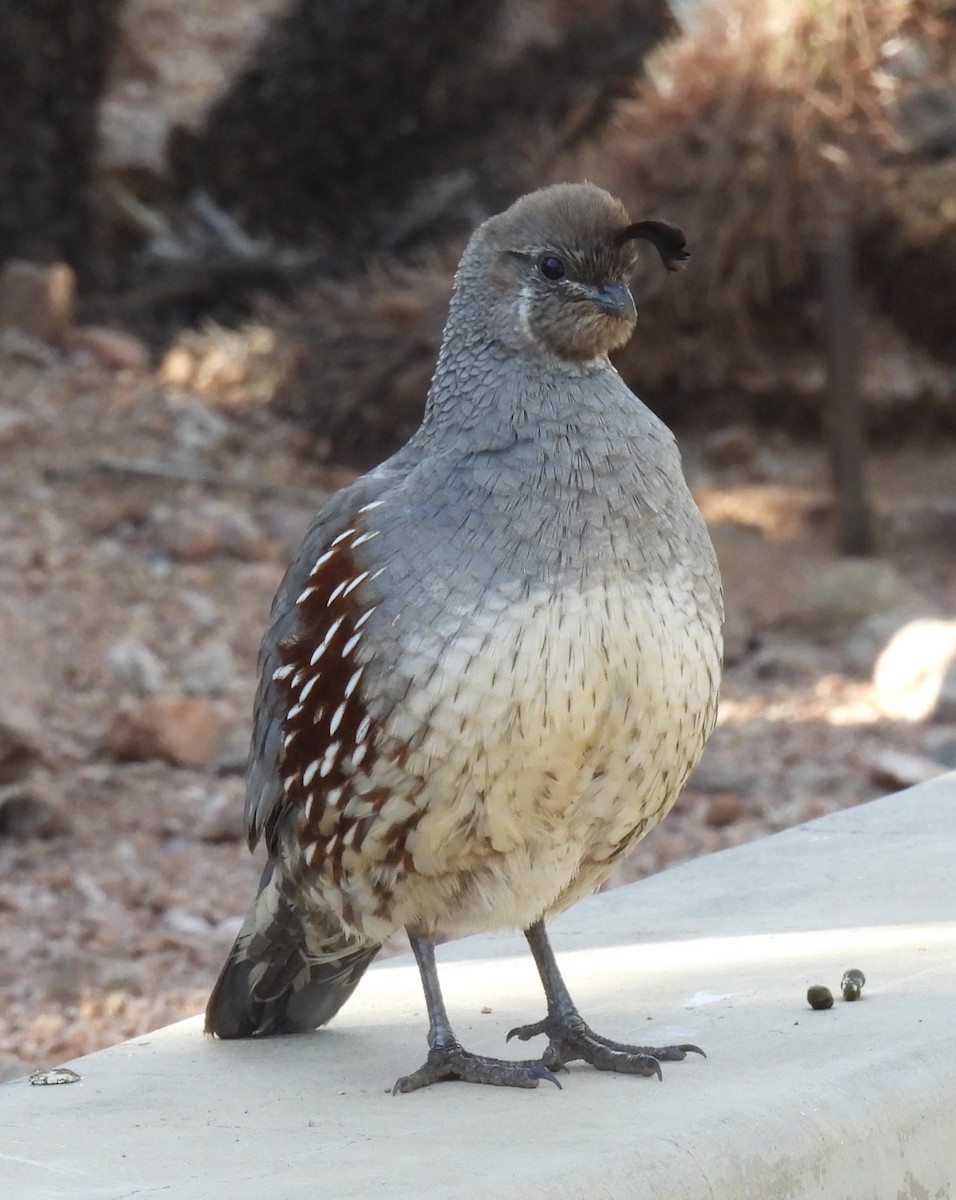 Gambel's Quail - ML647717227