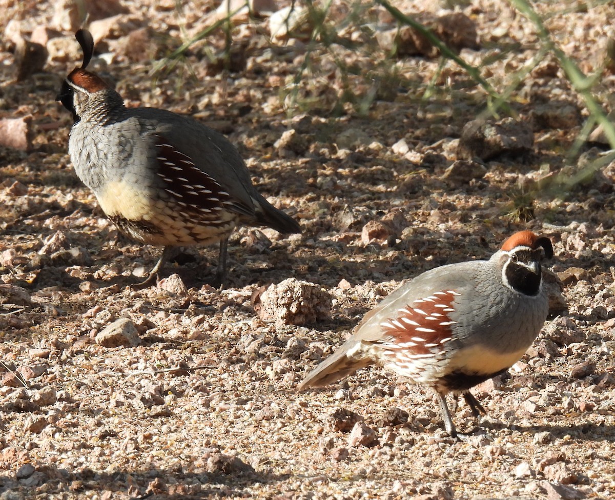 Gambel's Quail - ML647717228