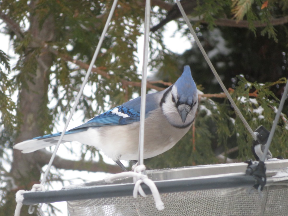 Blue Jay - ML647717234