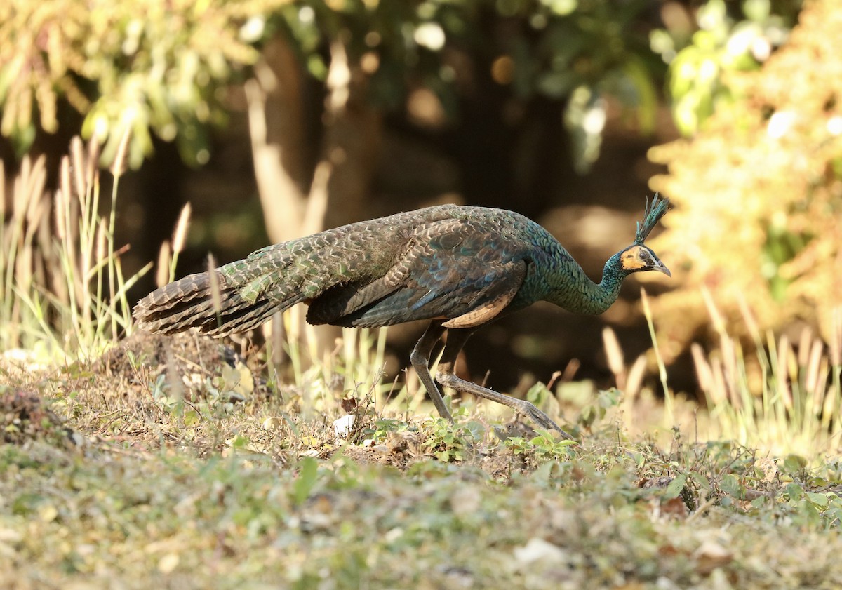 Pavo Real Cuelliverde - ML647717243