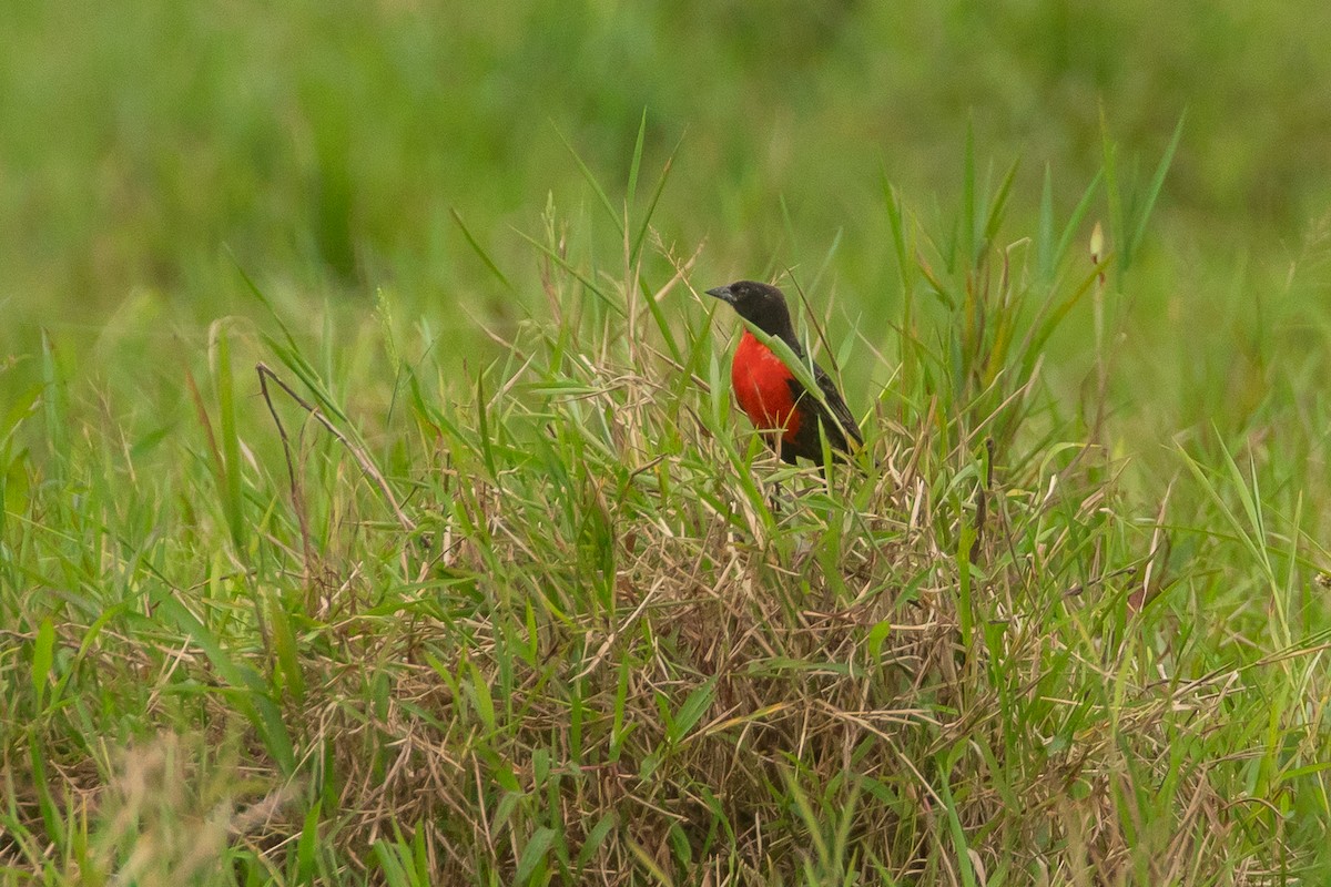 Red-breasted Meadowlark - ML647717246