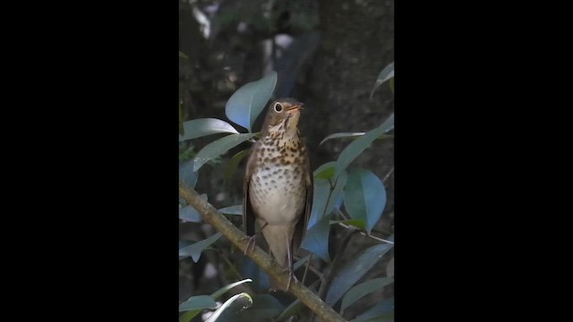קיכלי זיתני - ML647717253