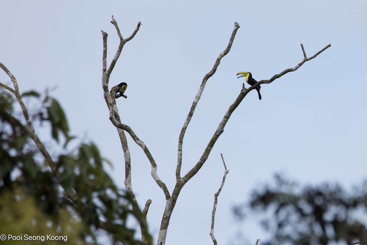 regnbuetukan - ML647717273