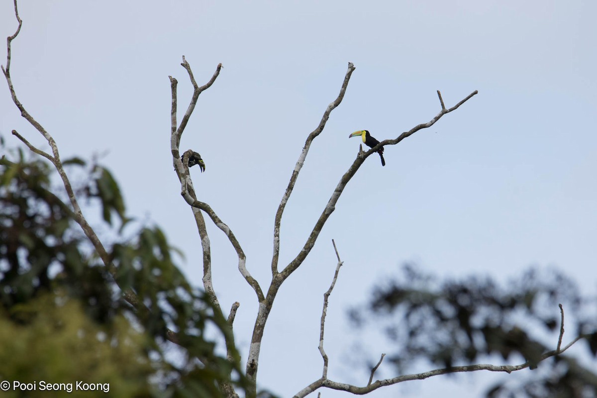 regnbuetukan - ML647717275