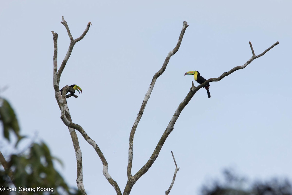 regnbuetukan - ML647717276