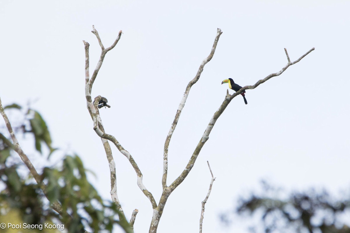 regnbuetukan - ML647717277