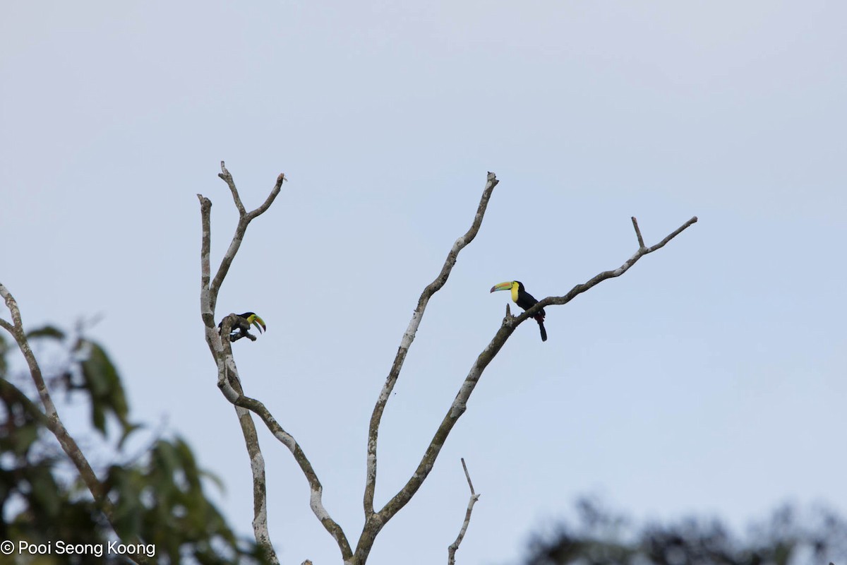 regnbuetukan - ML647717278