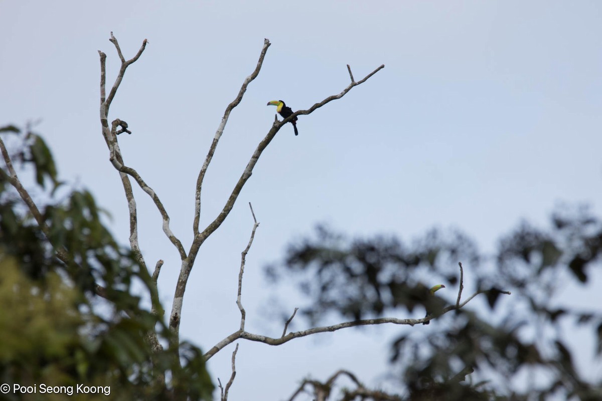 regnbuetukan - ML647717279