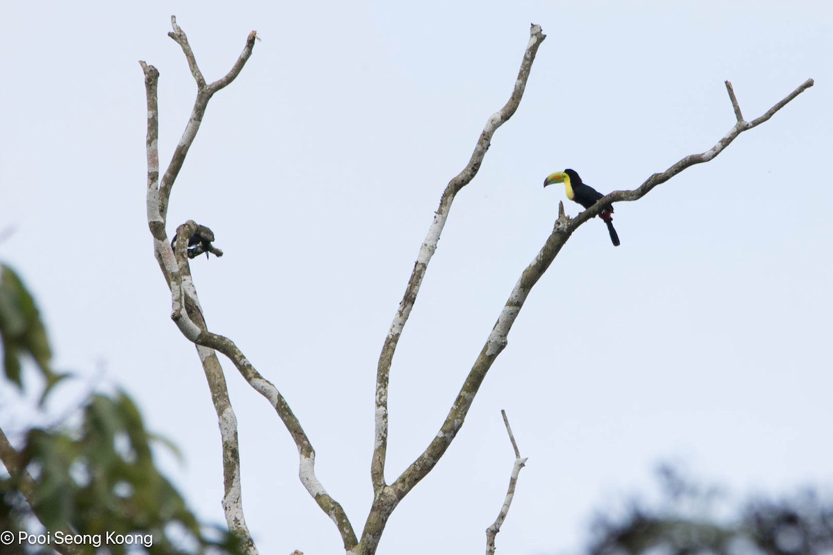 regnbuetukan - ML647717280