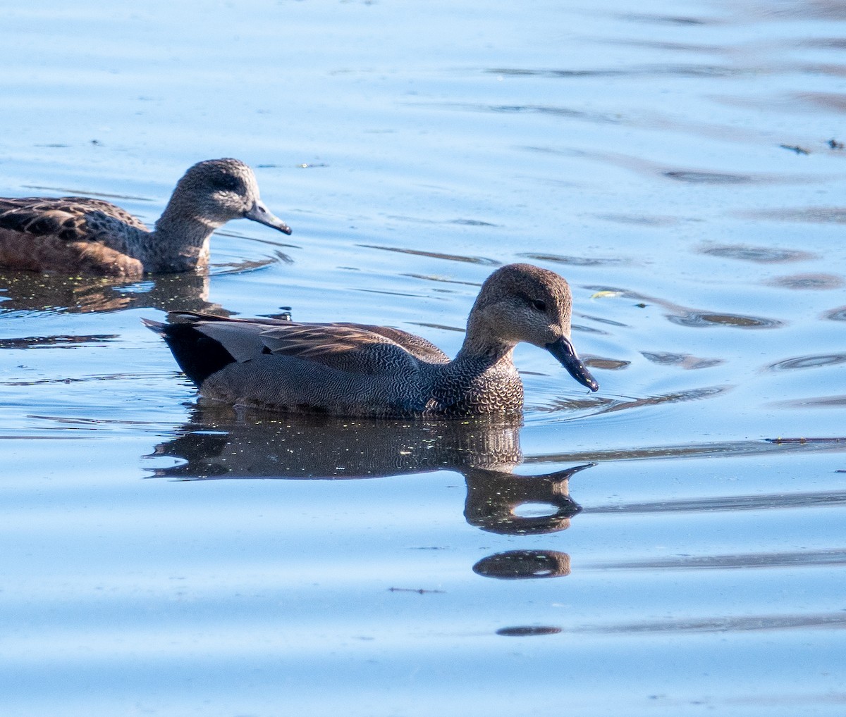 Boz Ördek - ML647717302