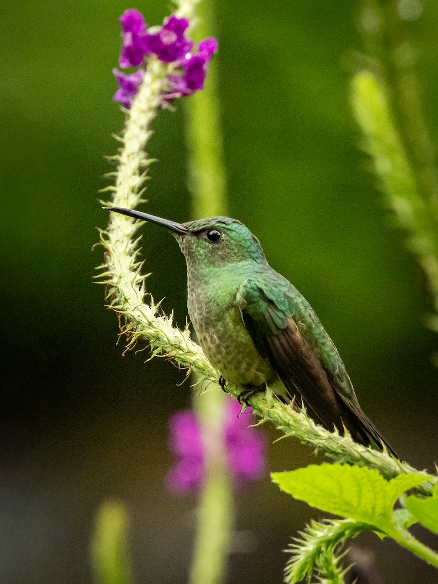 Чешуйчатогрудый саблекрыл - ML647717307